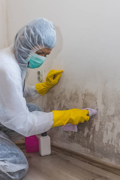 Mold Odor Removal Services in Brownsville, PA