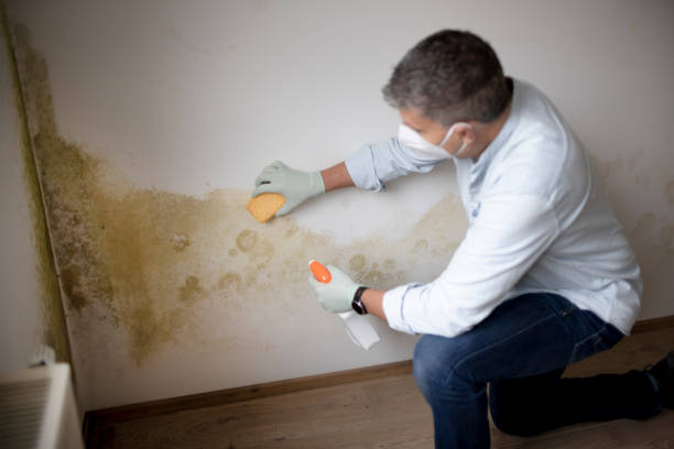 Best Dehumidification Services  in Brownsville, PA